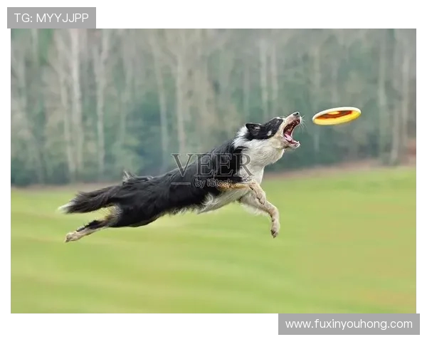 重庆飞盘队的阵地战揭秘:飞盘深度解析与战术探讨 重庆飞盘队的阵地战揭秘:飞盘深度解析与战术探讨